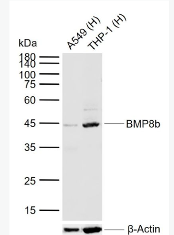 Anti-BMP8b antibody-骨形态发生蛋白8抗体,BMP8b