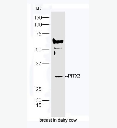 Anti-PITX3  antibody-PITX3抗体,PITX3