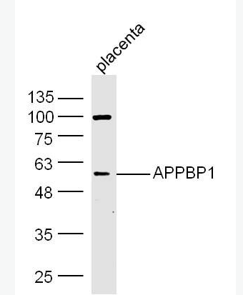 Anti-APPBP1 antibody-β淀粉樣蛋白前體蛋白結(jié)合蛋白1抗體,APPBP1