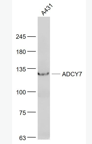 Anti-ADCY7  antibody-腺苷酸环化酶7抗体,ADCY7