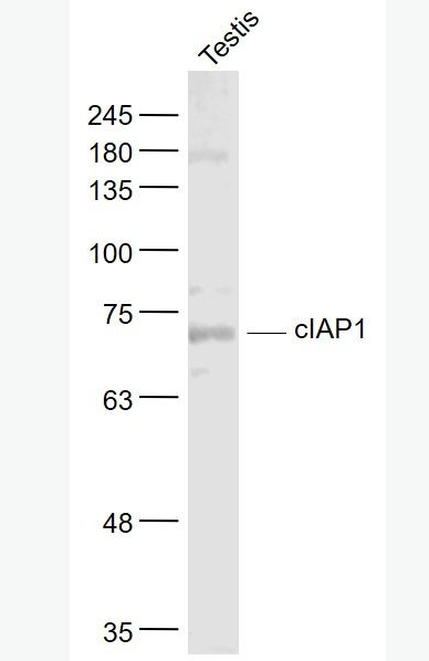 Anti-cIAP1 antibody-凋亡抑制因子1抗體,cIAP1