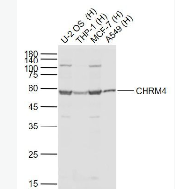 Anti-CHRM4 antibody-毒蕈碱型乙酰胆碱受体M4抗体,CHRM4