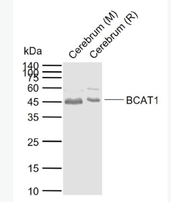 Anti-BCAT1  antibody-胞漿支鏈氨基酸酸轉(zhuǎn)氨酶抗體,BCAT1