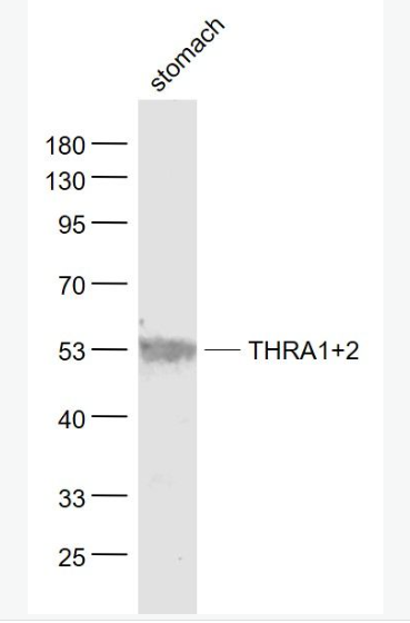 Anti-THRA1+2  antibody-甲狀腺激素受體α1+α2抗體,THRA1+2