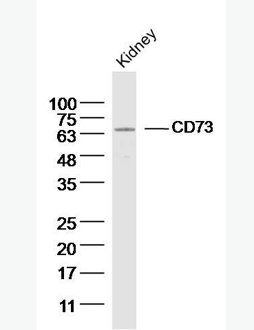 Anti-CD73 antibody-CD73抗体,CD73