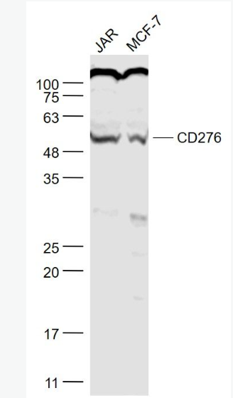 Anti-B7-H3  antibody-CD276抗体,B7-H3