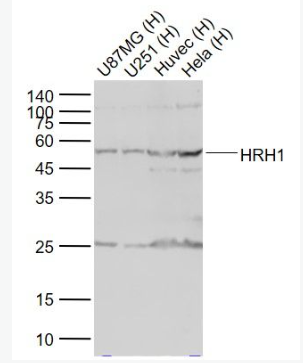 Anti-HRH1 antibody-组胺受体H1抗体,HRH1