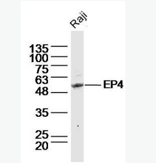 Anti-EP4  antibody-前列腺素E受体蛋白4抗体,EP4