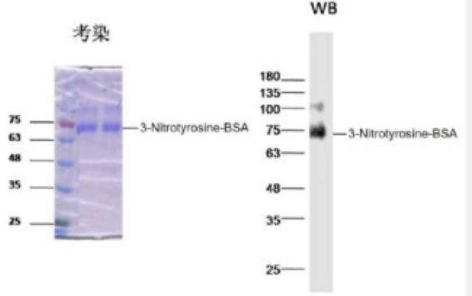 Anti-3-Nitrotyrosine antibody-硝基酪氨酸/硝基化酪氨酸抗體,3-Nitrotyrosine