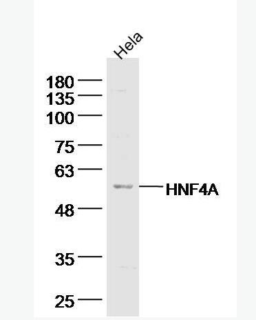 Anti-TRAF2 antibody-肿瘤坏死因子受体相关因子2抗体,TRAF2