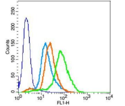 Anti-PEPT1   antibody-肠道肽转运蛋白1/小肽转运蛋白1抗体,PEPT1