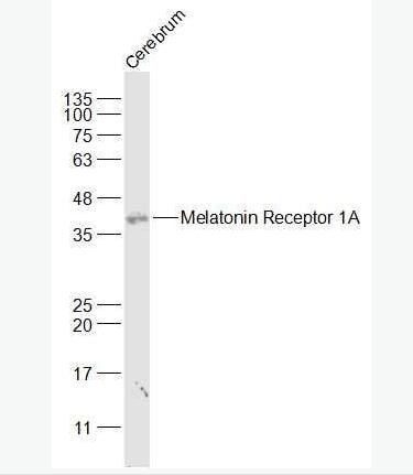 Anti-MTNR1A antibody-褪黑素受体1A/松果体素受体1A抗体,MTNR1A