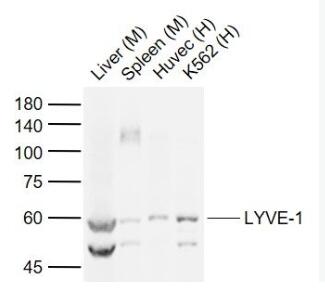 Anti-LYVE-1antibody-淋巴管内皮透明质酸受体抗体,LYVE-1