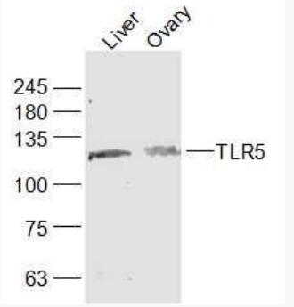 Anti-TLR5 antibody-Toll样受体5抗体,TLR5