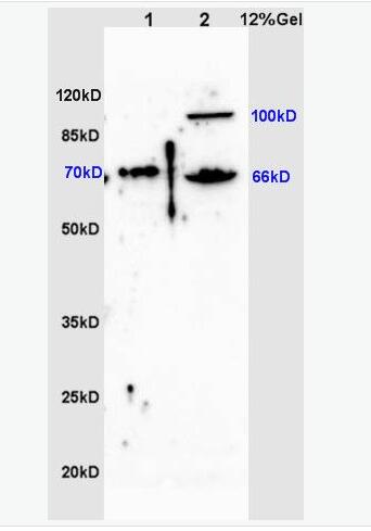 Anti-ZNF300 antibody-锌指蛋白300抗体,ZNF300