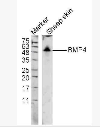 Anti-BMP4 antibody-骨形态发生蛋白4抗体,BMP4