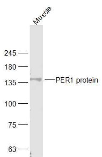 Anti-PER1 antibody-节律抑制蛋白PER1抗体,PER1