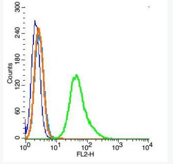 Anti-Ezrin/Radixin antibody-埃兹蛋白抗体,Ezrin/Radixin