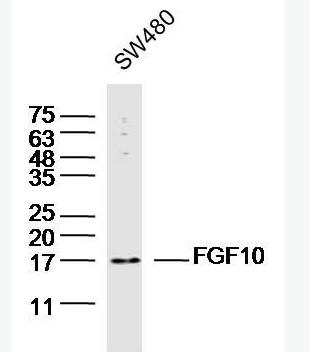 Anti-FGF10antibody-成纤维细胞生长因子10抗体,FGF10