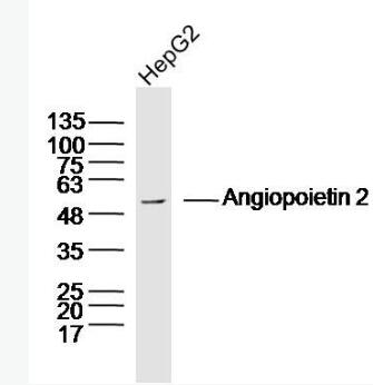 Anti-Angiopoietin 2 antibody-血管生成素2抗體,Angiopoietin 2