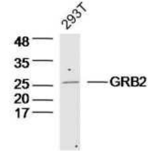 Anti-GRB2antibody-生长因子受体结合蛋白2抗体,GRB2