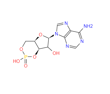 环磷酸腺苷,Cyclic AMP