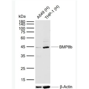 Anti-BMP8b antibody-骨形态发生蛋白8抗体