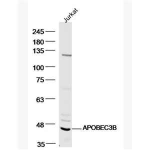 Anti-APOBEC3B antibody-载脂蛋白B-mRNA编辑酶复合物3B抗体