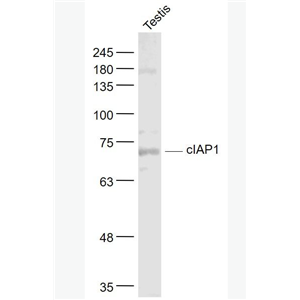 Anti-cIAP1 antibody-凋亡抑制因子1抗体