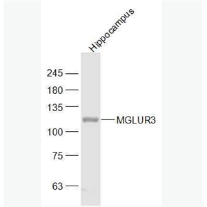 Anti-MGLUR3  antibody-代谢型谷氨酸受体-3抗体,MGLUR3