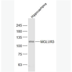 Anti-MGLUR3  antibody-代謝型谷氨酸受體-3抗體