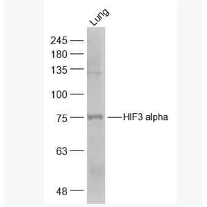 Anti-HIF3 alpha  antibody-缺氧诱导因子3α/HIF-3α抗体