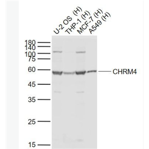 Anti-CHRM4 antibody-毒蕈碱型乙酰胆碱受体M4抗体,CHRM4