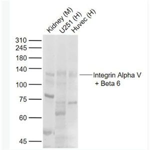 Anti-Integrin Alpha V + Beta 6 antibody-整合素αVβ6抗体
