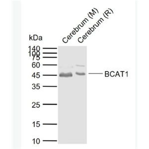 Anti-BCAT1  antibody-胞漿支鏈氨基酸酸轉(zhuǎn)氨酶抗體,BCAT1