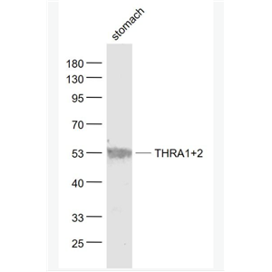 Anti-THRA1+2  antibody-甲狀腺激素受體α1+α2抗體