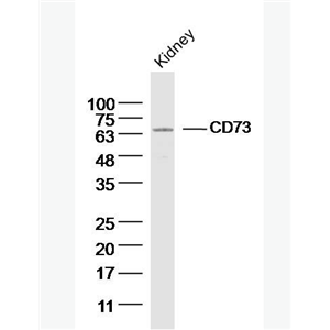 Anti-CD73 antibody-CD73抗体