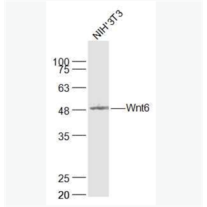 Anti-Wnt6 antibody-信号通路Wnt6抗体,Wnt6