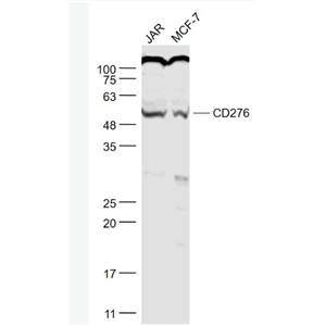 Anti-B7-H3  antibody-CD276抗体