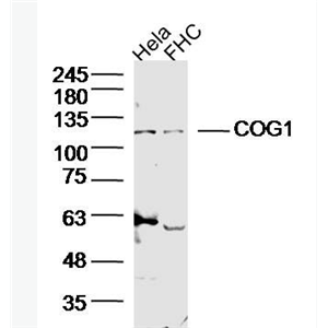 Anti-COG1 antibody-COG1蛋白抗体