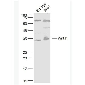 Anti-Wnt11 antibody-信号通路Wnt11抗体