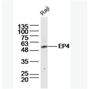 Anti-EP4  antibody-前列腺素E受体蛋白4抗体