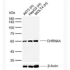 Anti-CHRNA4 antibody-烟碱型乙酰胆碱受体α4抗体
