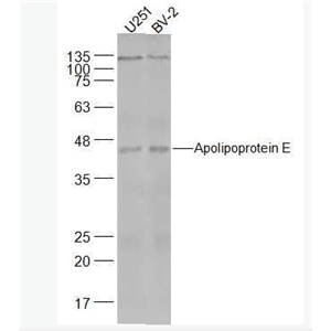 Anti-复Apolipoprotein E antibody-载脂蛋白E抗体