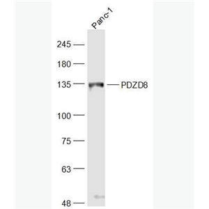Anti-PDZD8 antibody-PDZ结构域PDZK8蛋白抗体