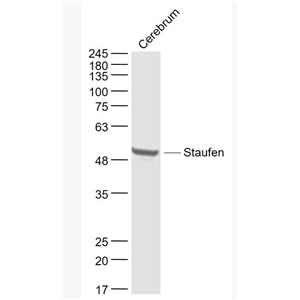 Anti-Staufen antibody-双链RNA结合蛋白Staufen抗体