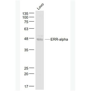 nti-ERR-alpha antibody-雌激素受体相关蛋白α抗体