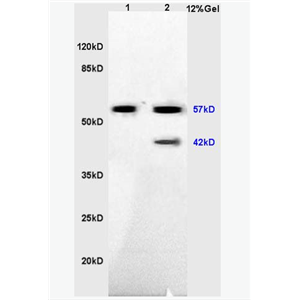 Anti-IRX4 antibody-Iroquois同源蛋白4抗体