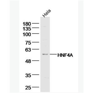 Anti-TRAF2 antibody-肿瘤坏死因子受体相关因子2抗体,TRAF2