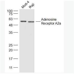 Anti-Adenosine Receptor A2aantibody-腺苷A2A受体抗体,Adenosine Receptor A2a